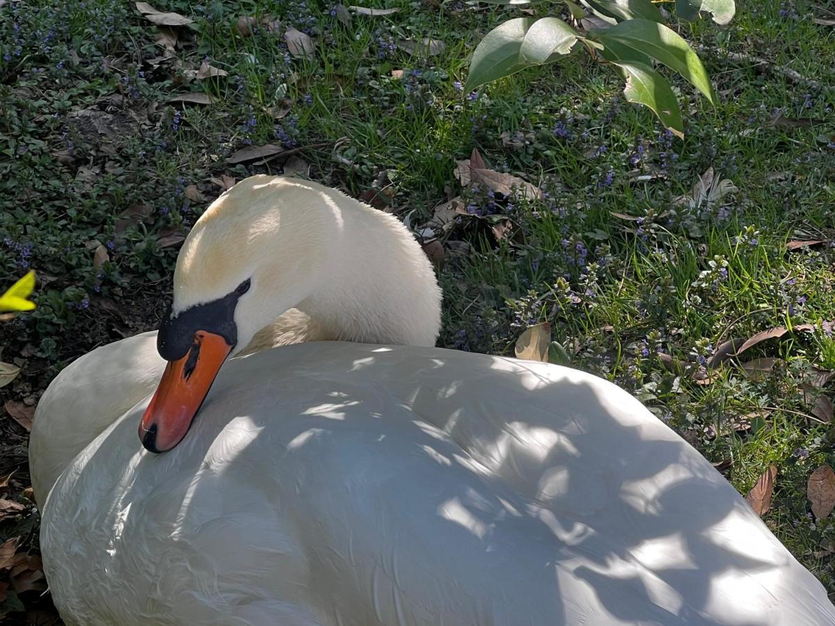 Ca' Dei Cigni Daire Rovereto  Dış mekan fotoğraf